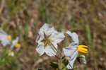 Sticky nightshade